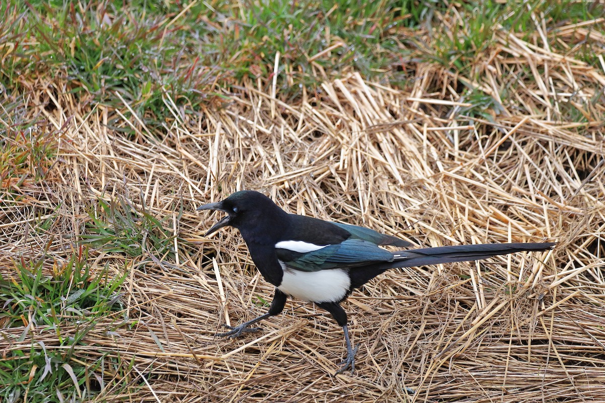 Black-billed Magpie - Joe DeJong