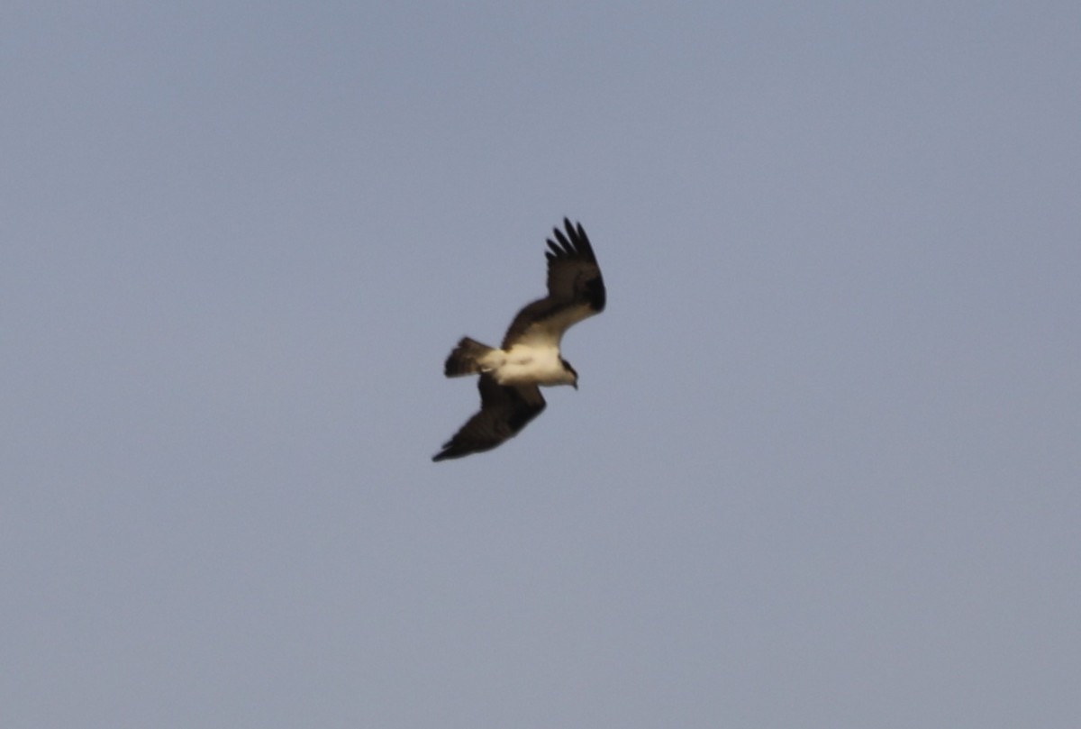 Balbuzard pêcheur - ML616603863