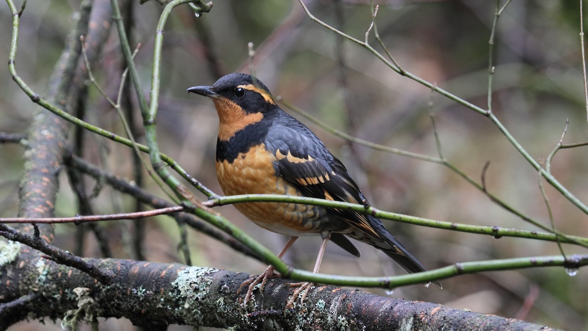 Varied Thrush - Robert Holland