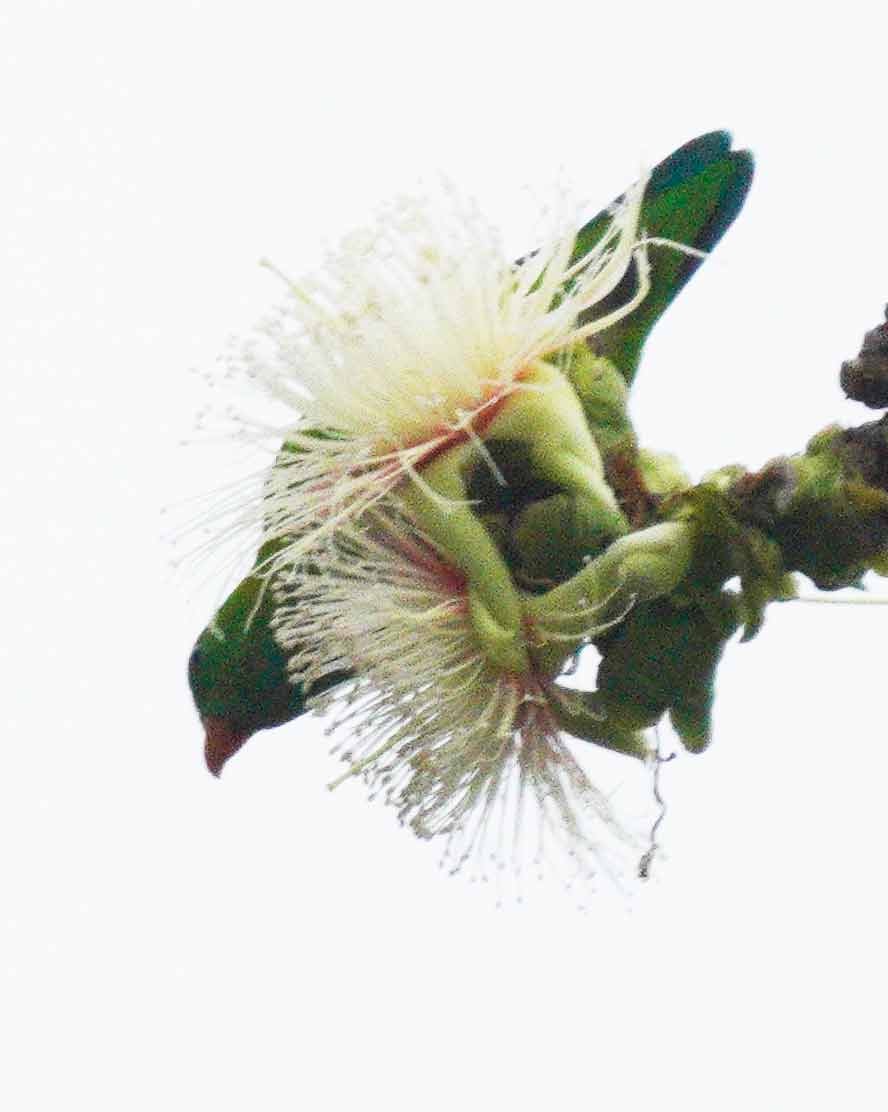 Vernal Hanging-Parrot - ML616603901