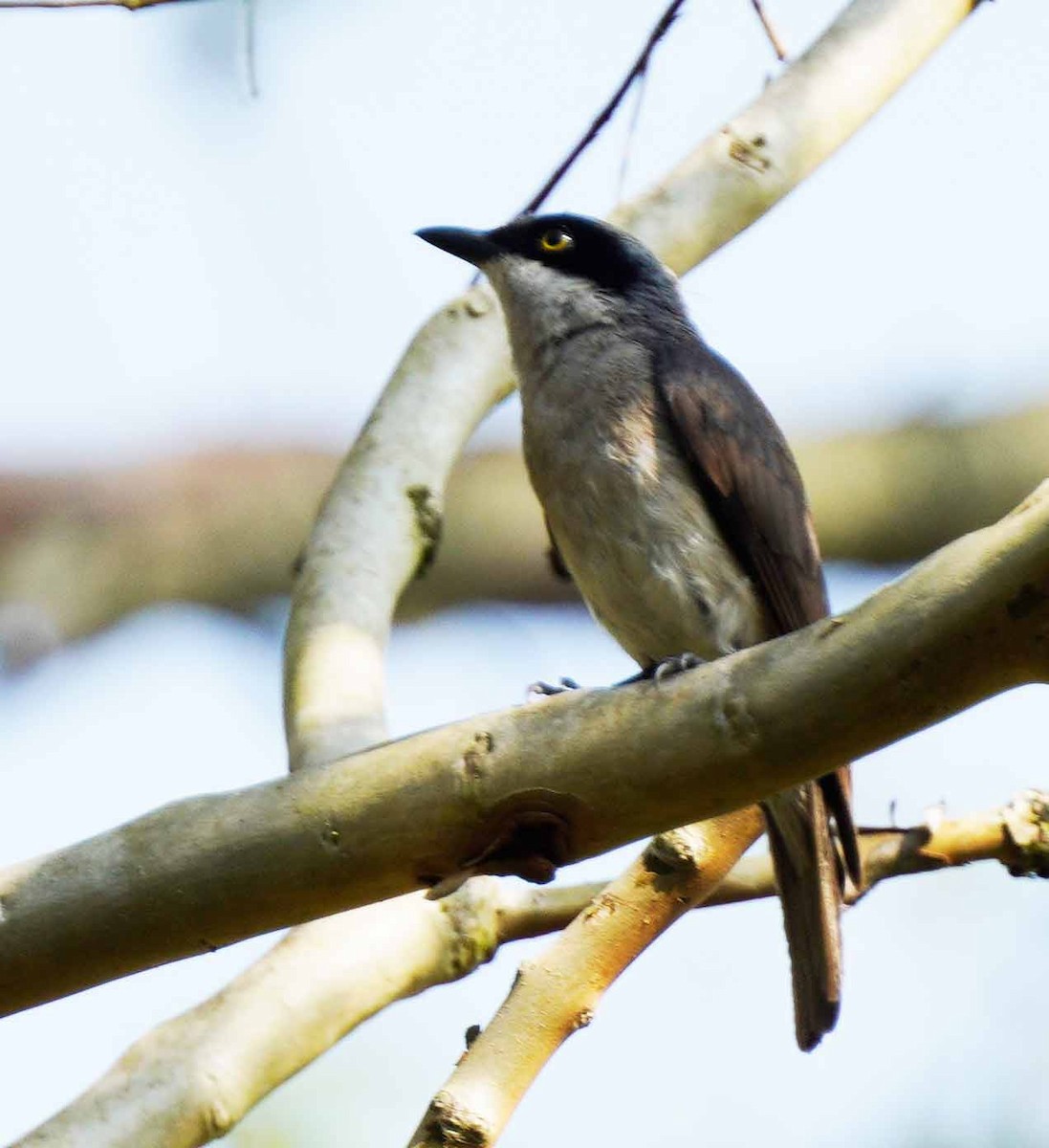 Malabar Woodshrike - ML616603912