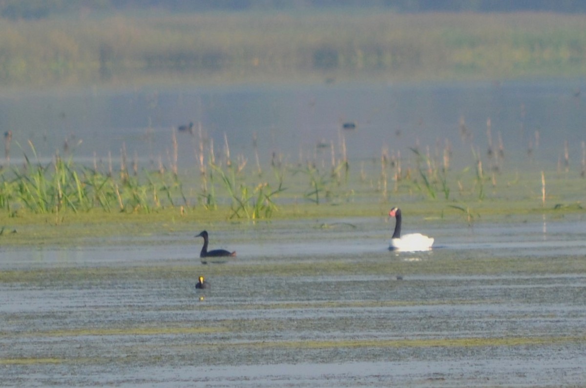 Black-necked Swan - ML616603925