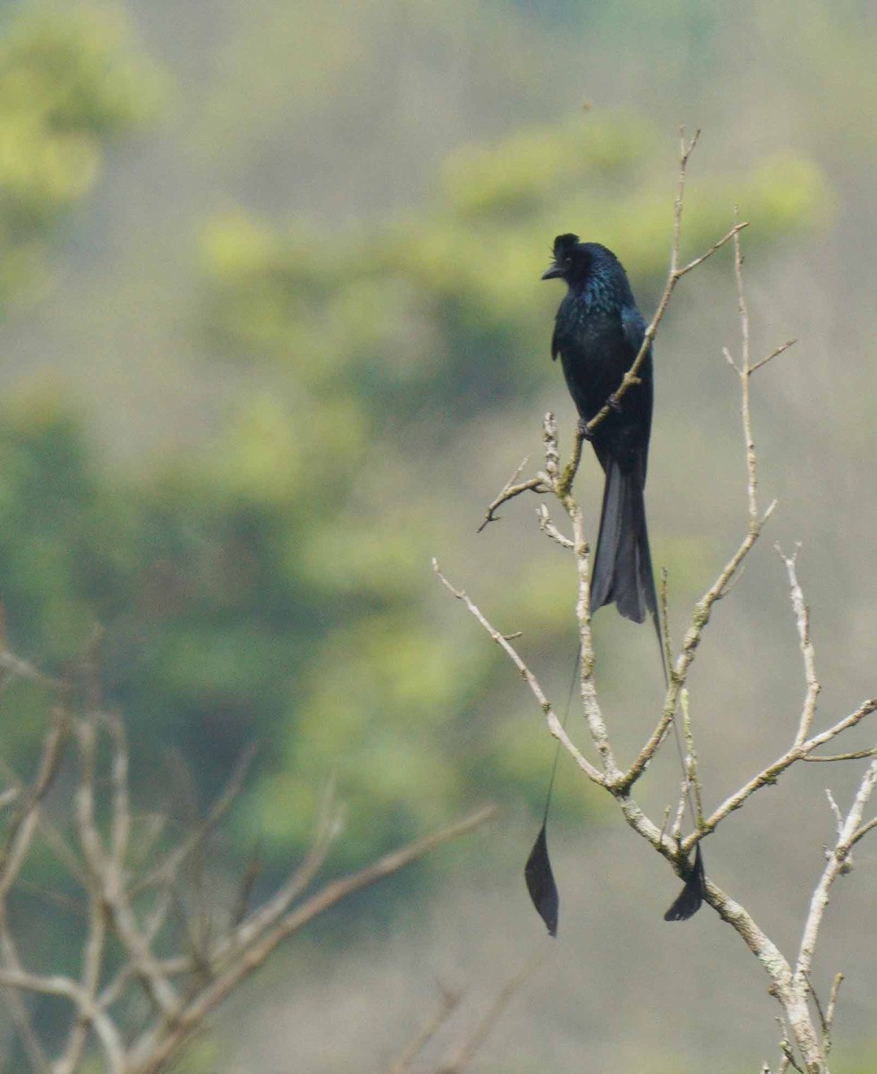 Greater Racket-tailed Drongo - ML616603926