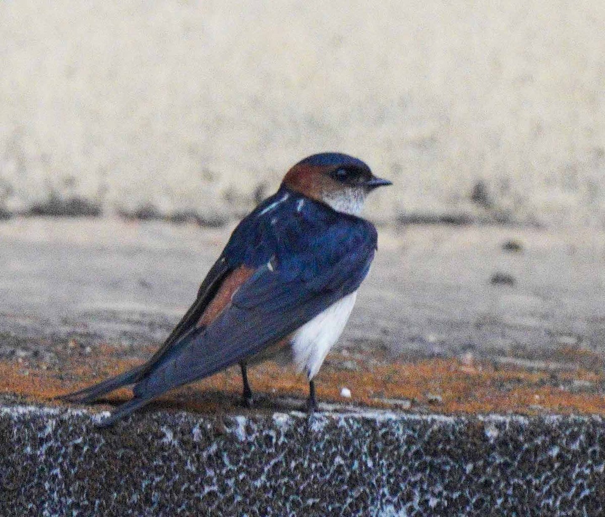 Red-rumped Swallow - ML616603936