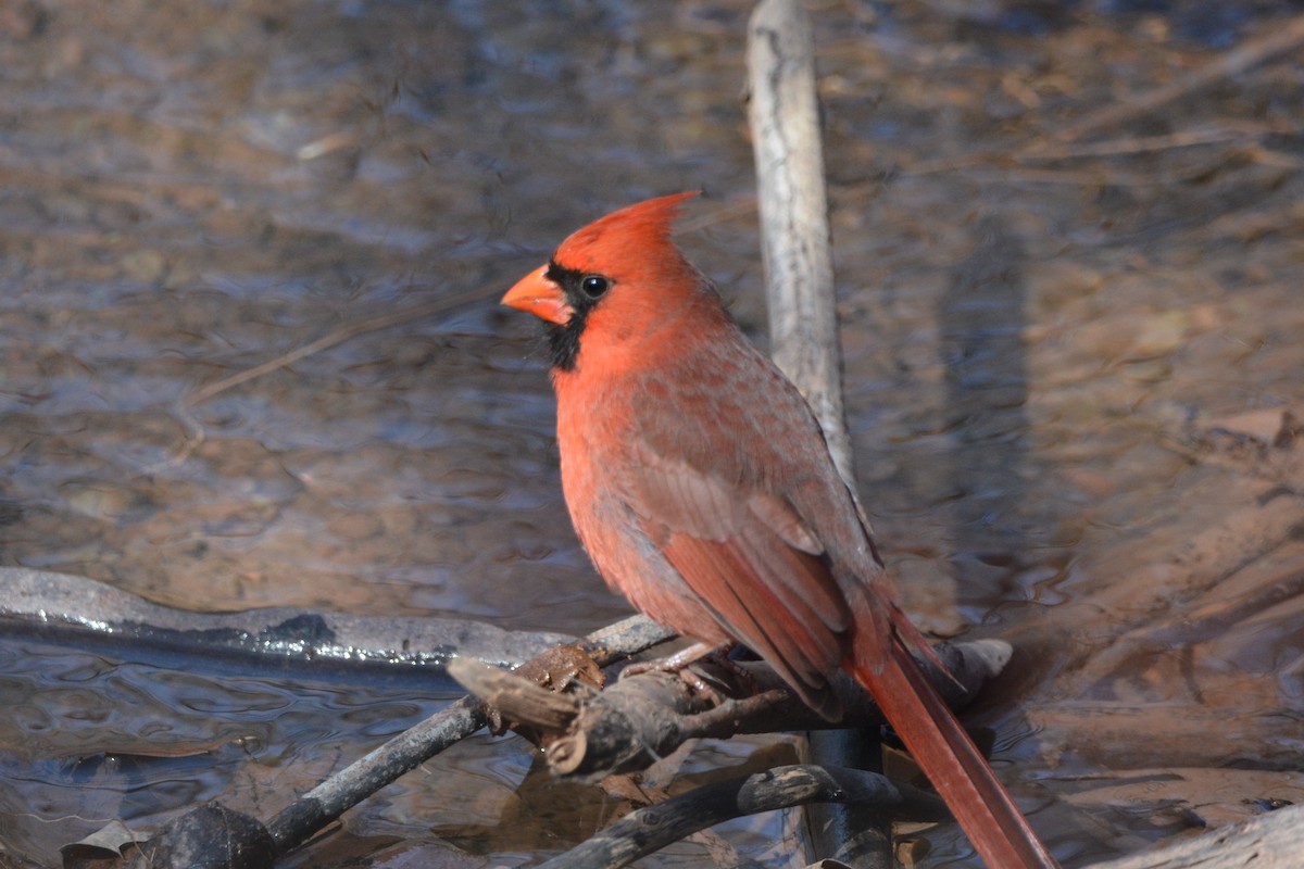 Northern Cardinal - ML616604021