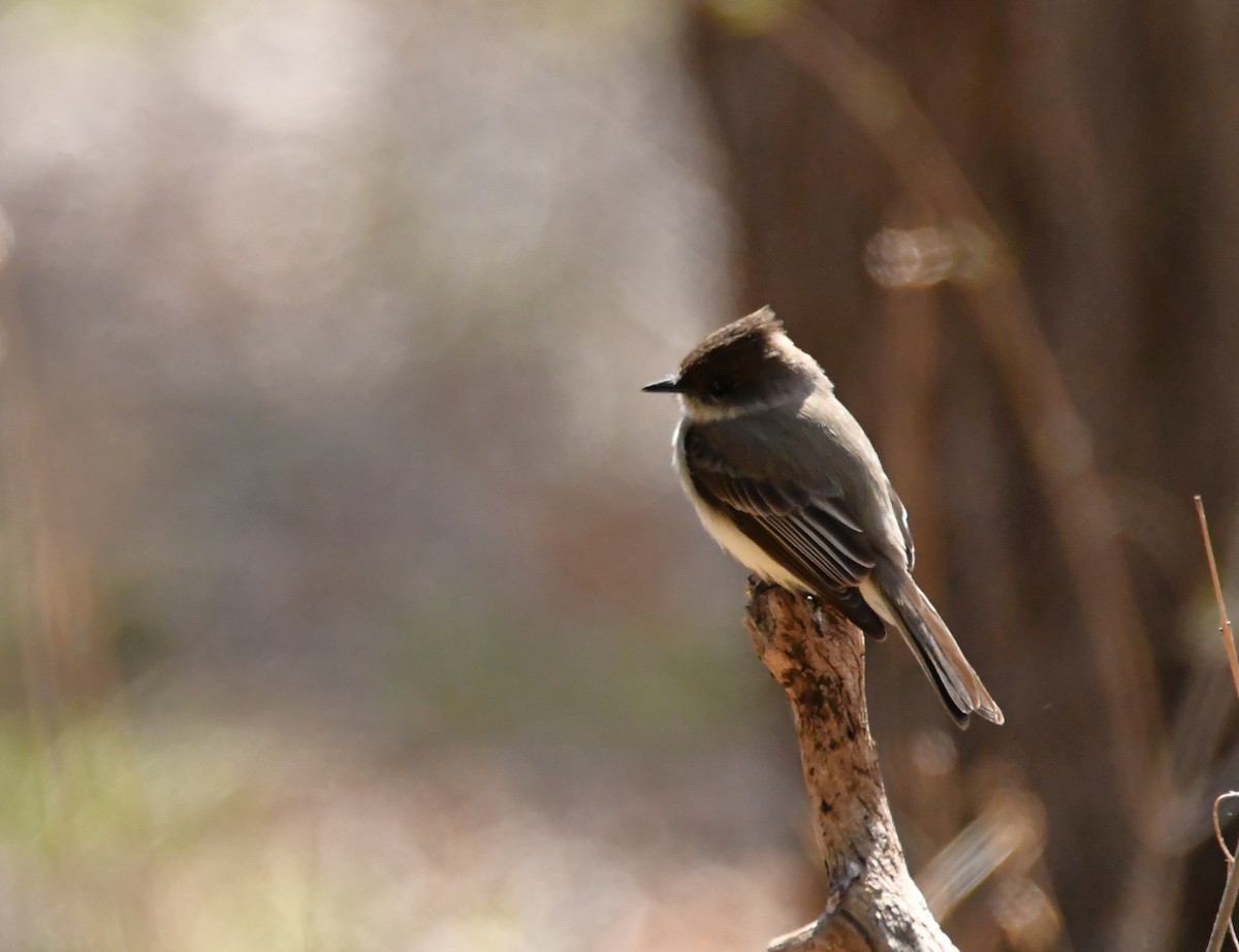 Eastern Phoebe - ML616604030