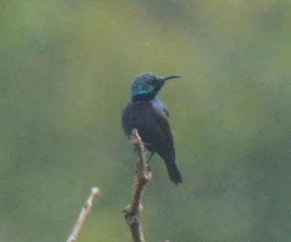 Loten's Sunbird - ML616604051