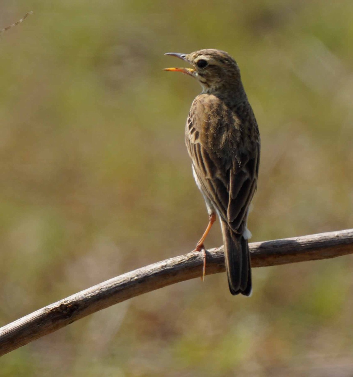 Paddyfield Pipit - ML616604059