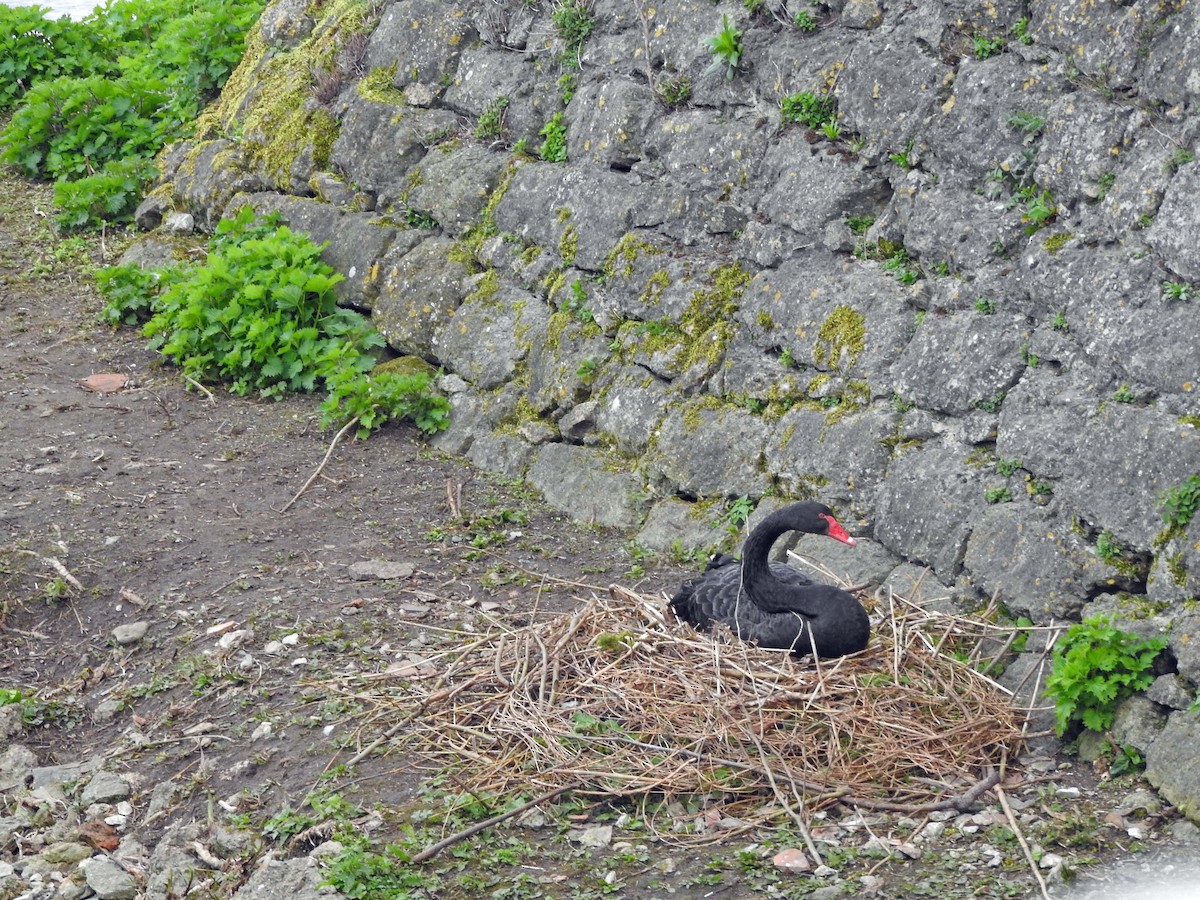 Black Swan - Diane Thomas