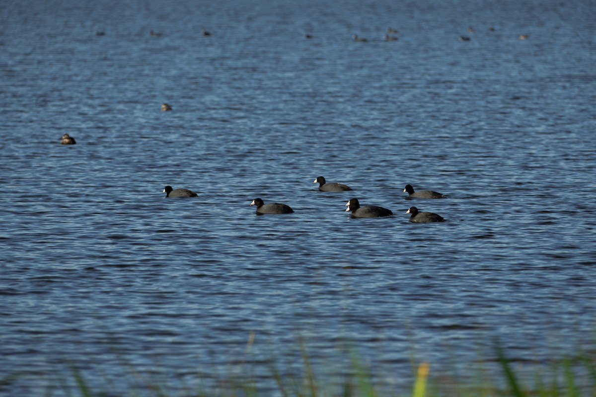 American Coot - ML616604072