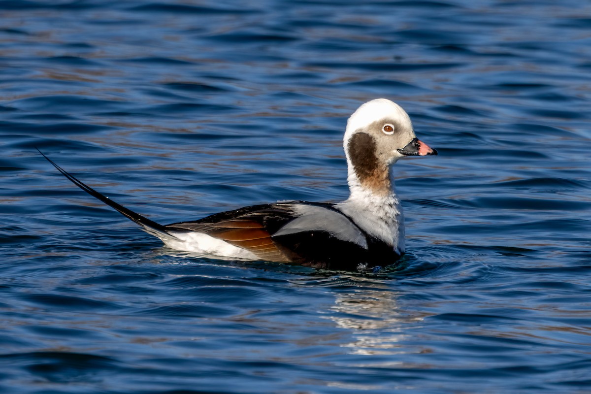 Long-tailed Duck - ML616604200