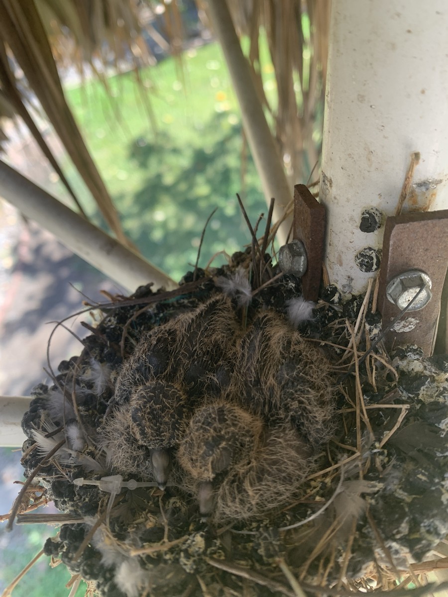 Picui Ground Dove - ML616604220