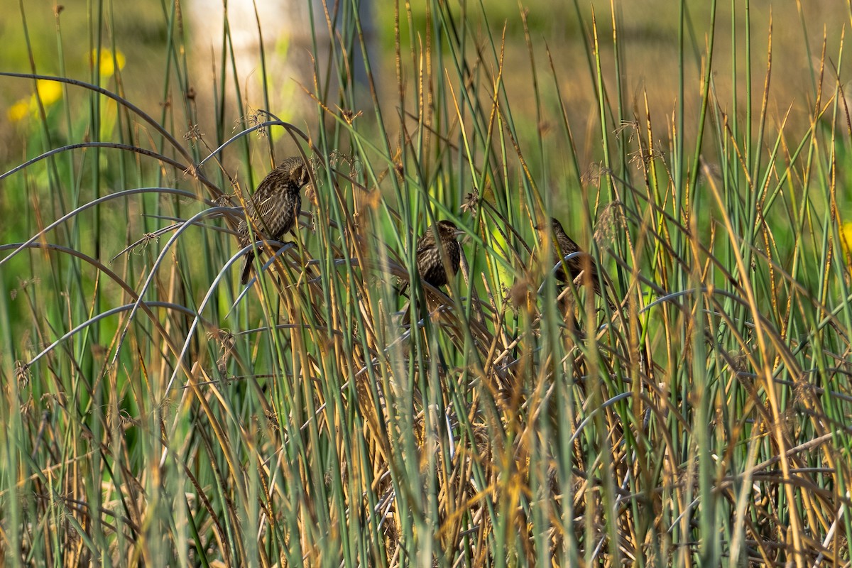 Red-winged Blackbird - ML616604274