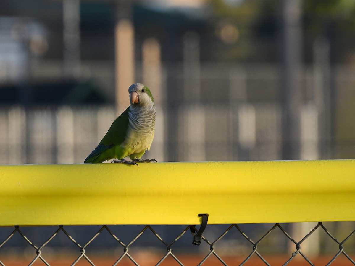 Monk Parakeet - ML616604303