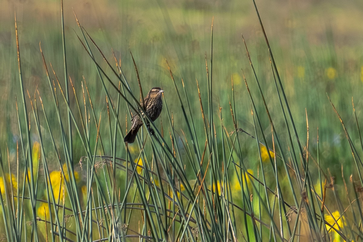 Red-winged Blackbird - ML616604411