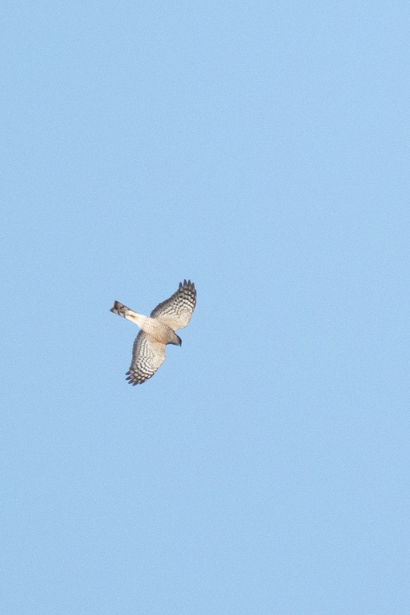 Sharp-shinned Hawk - ML616604486