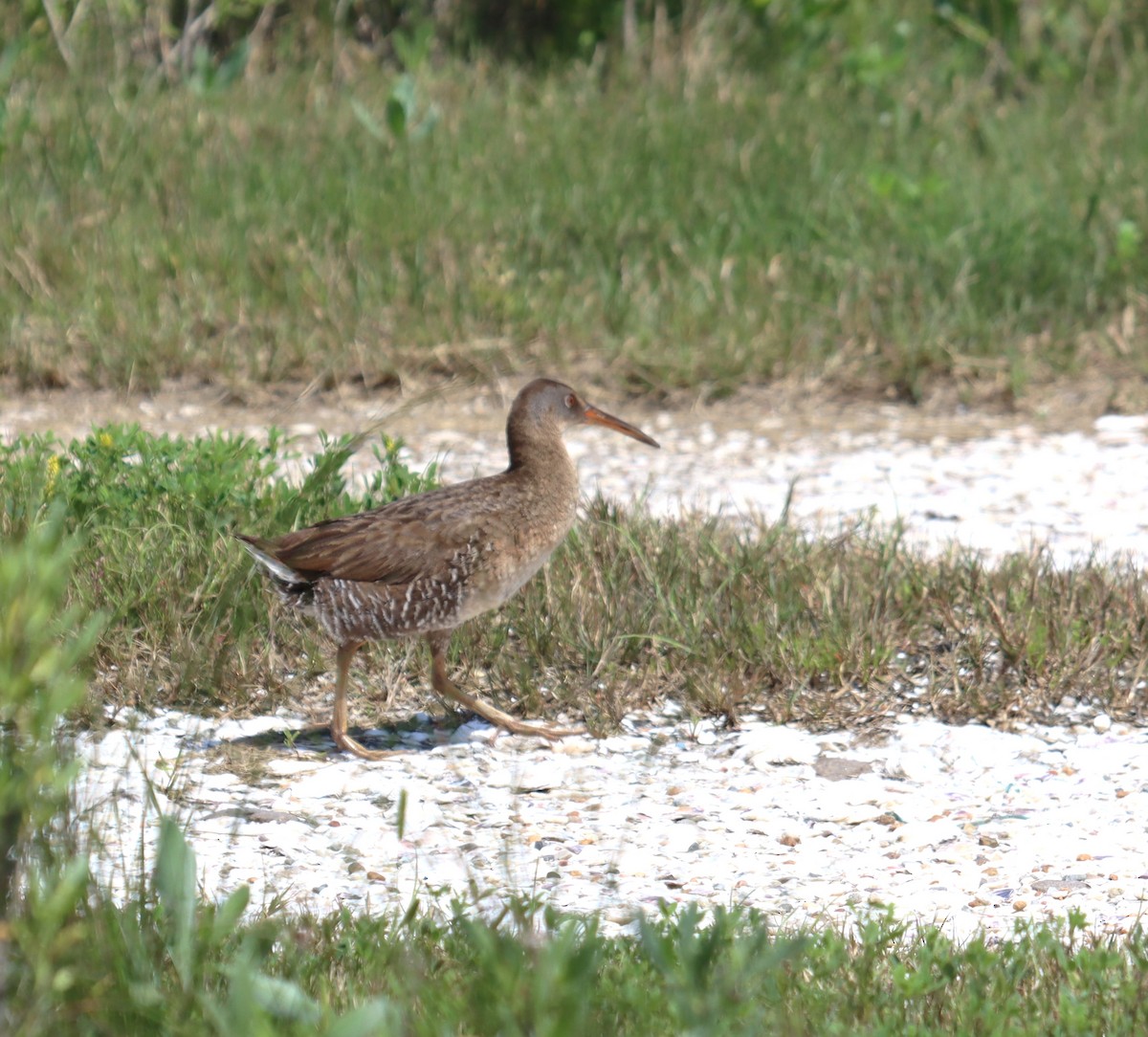 Clapper Rail - ML616604525