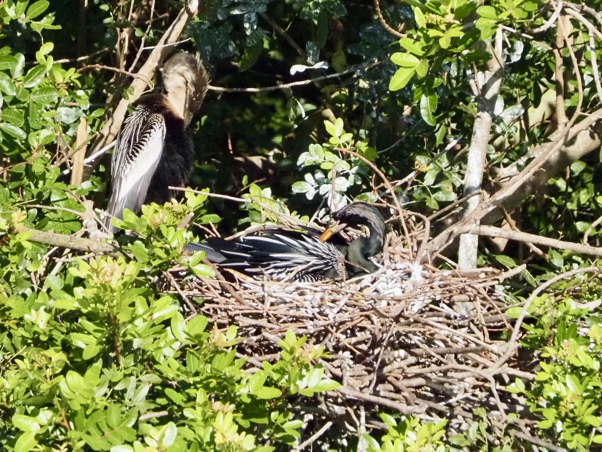 anhinga americká - ML616604537