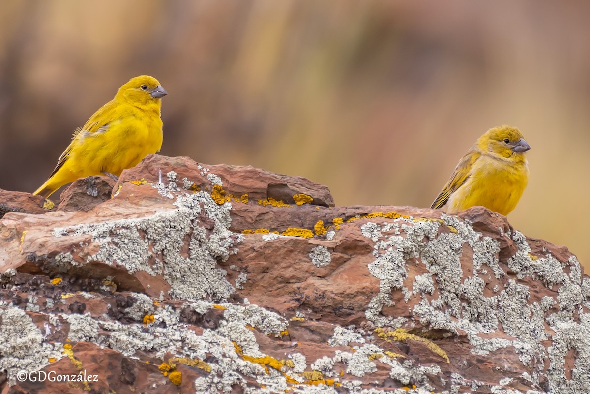 Puna Yellow-Finch - GUSTAVO DANIEL GONZÁLEZ