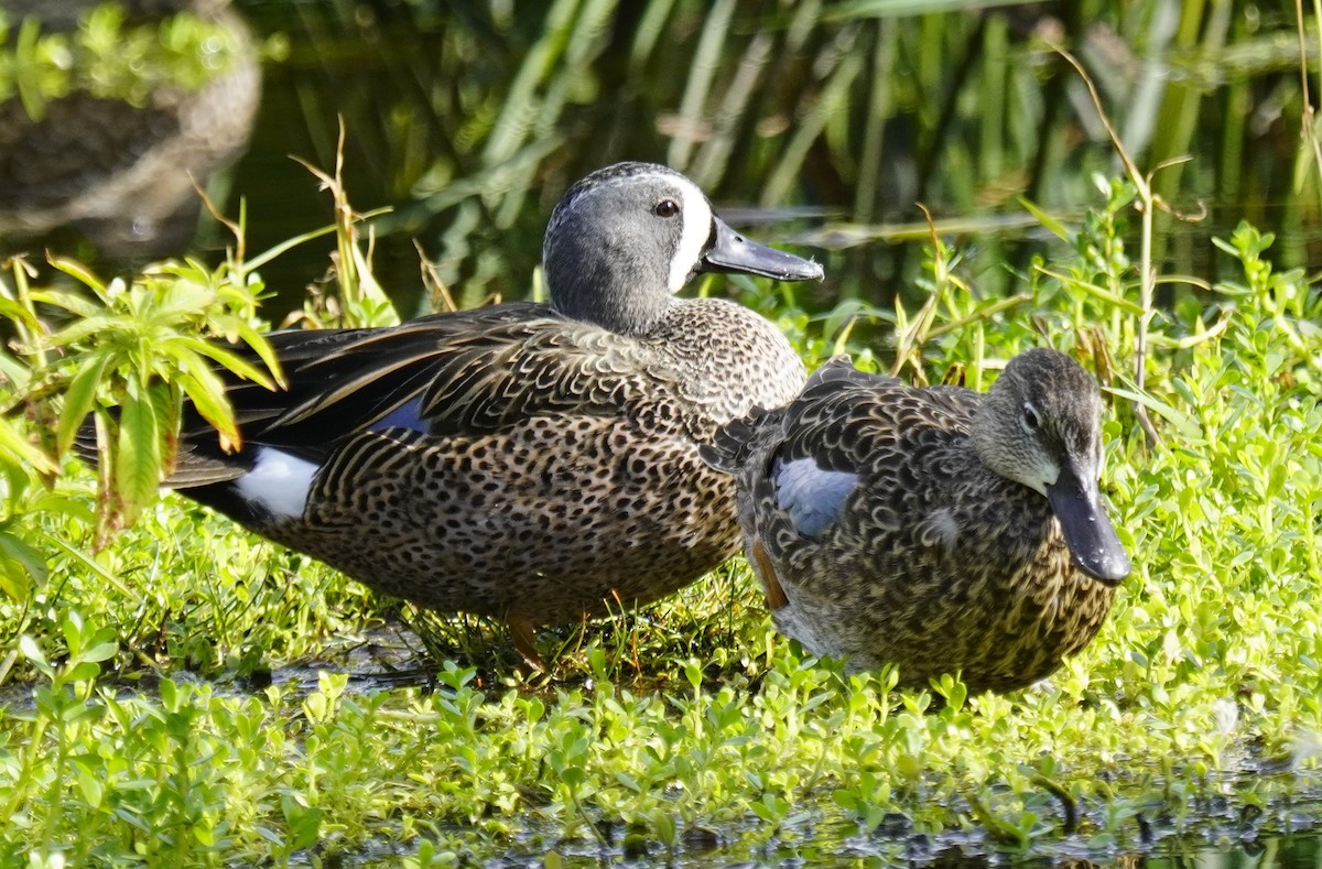 Blue-winged Teal - ML616604578