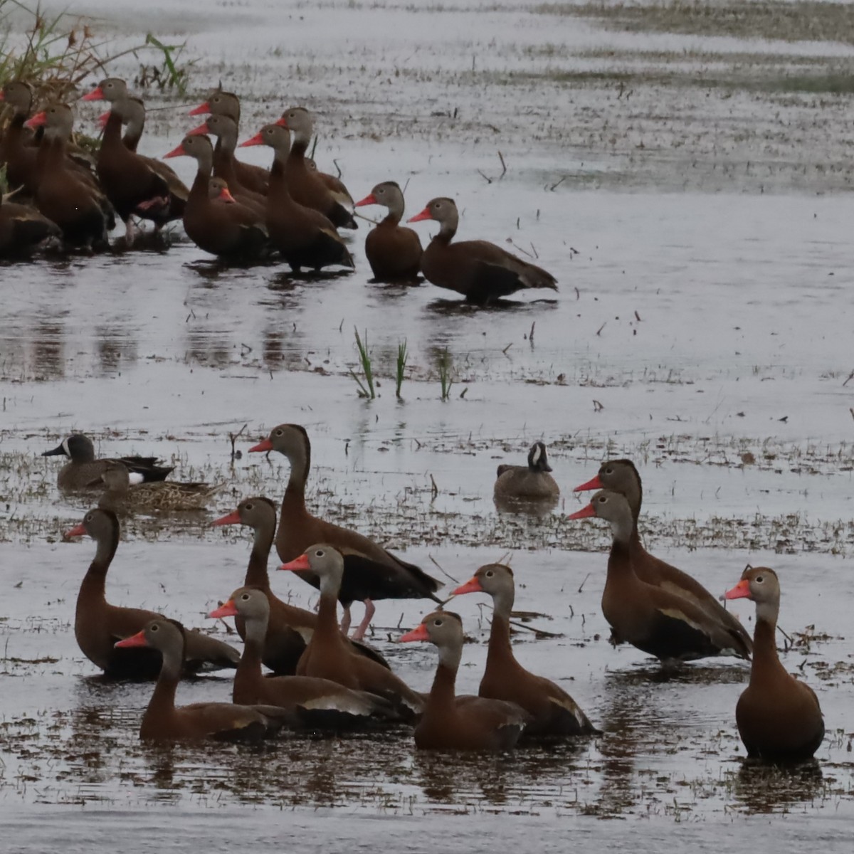 Black-bellied Whistling-Duck - ML616604605