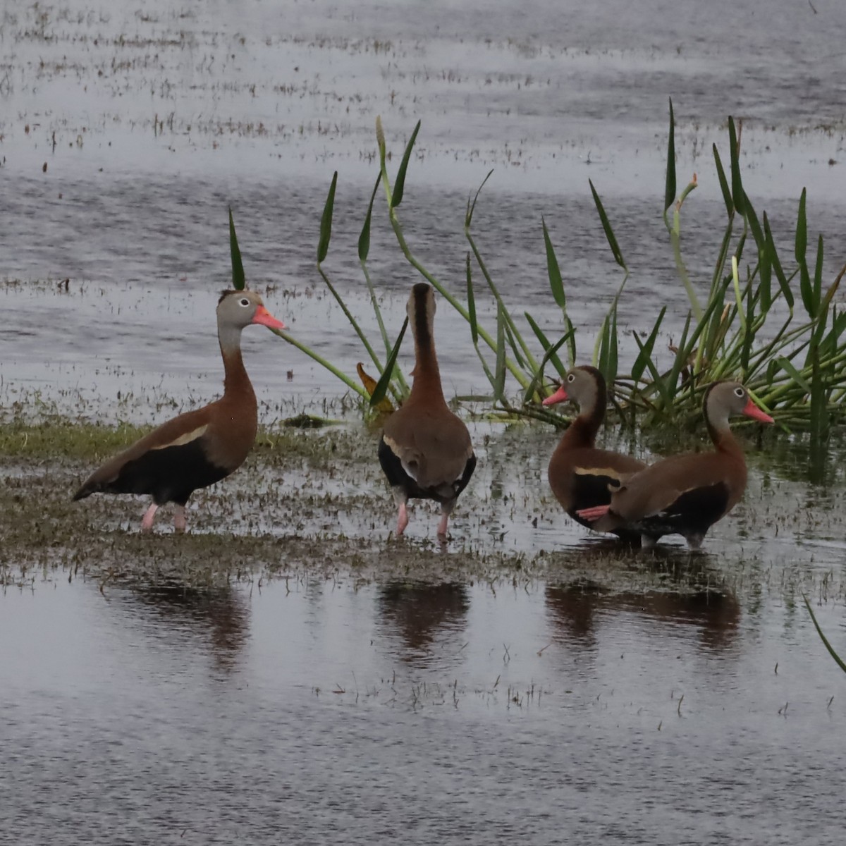 Black-bellied Whistling-Duck - ML616604613