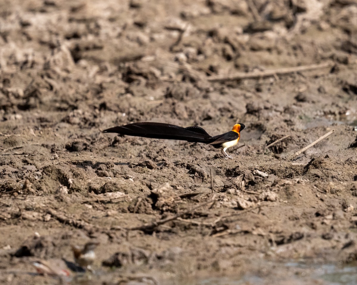 Exclamatory Paradise-Whydah - ML616604694