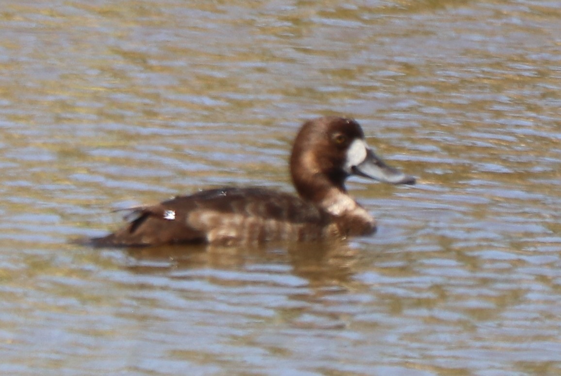 Lesser Scaup - ML616604799