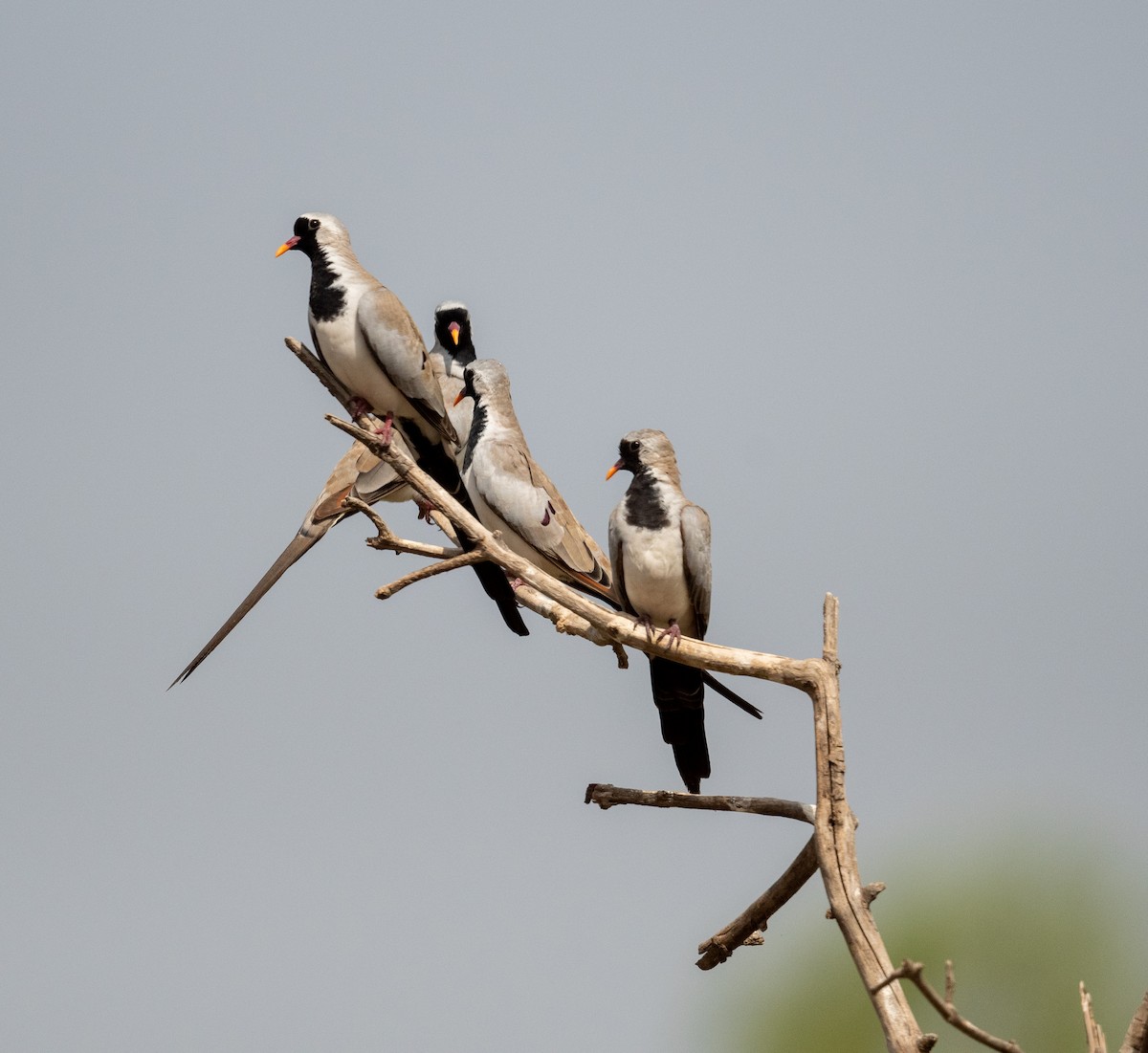 Namaqua Dove - ML616604819