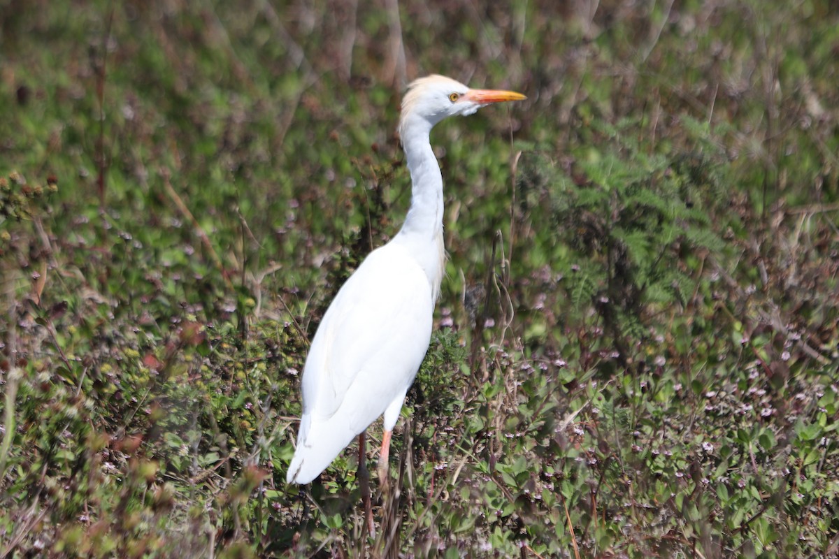 Western Cattle Egret - ML616604828