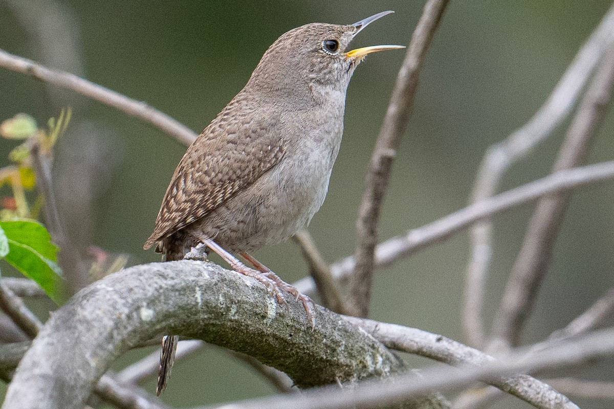 House Wren (Northern) - Karen Kreiger