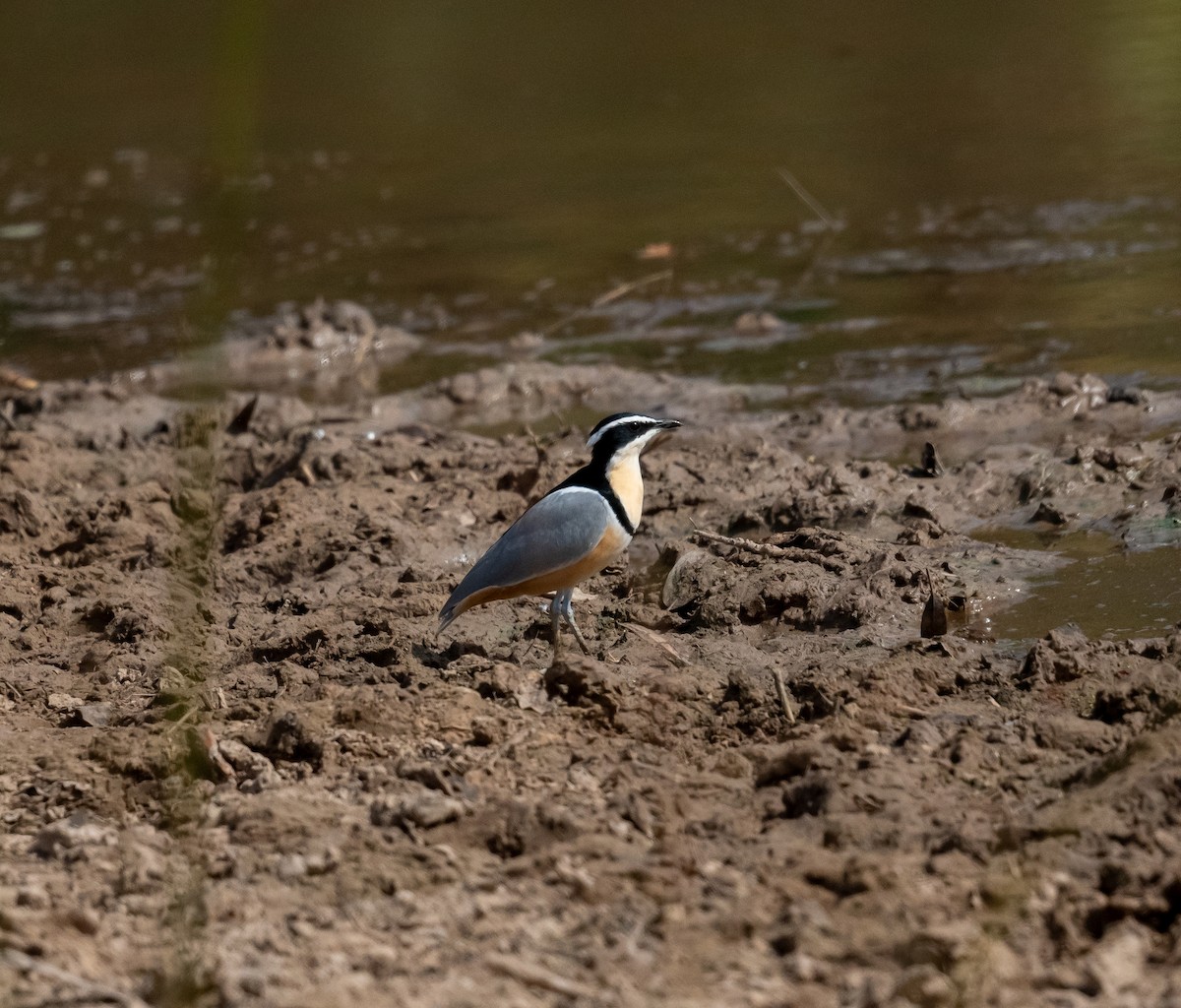 Egyptian Plover - ML616604834