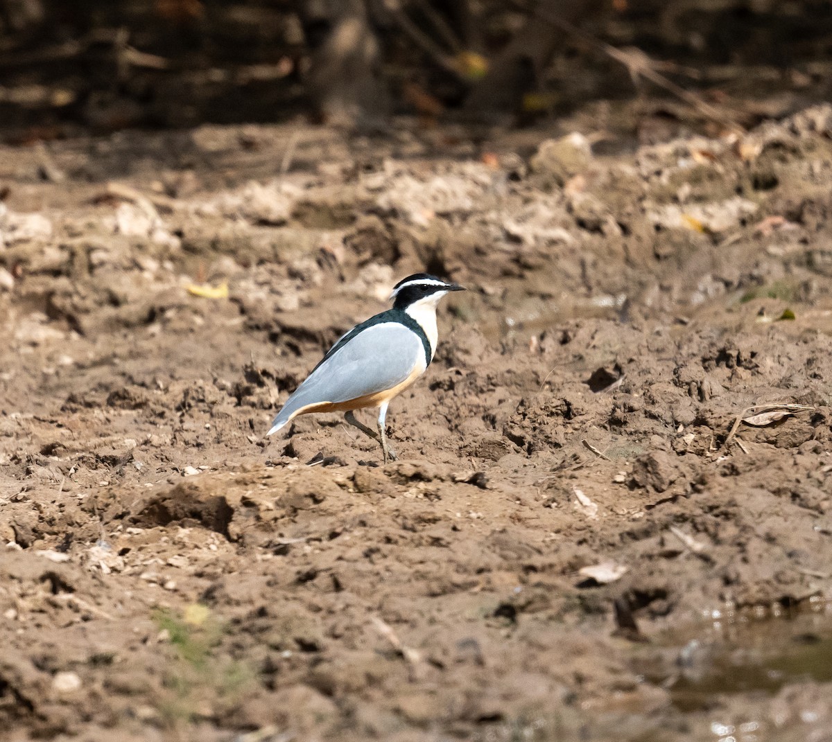 Egyptian Plover - Erik Ostrander