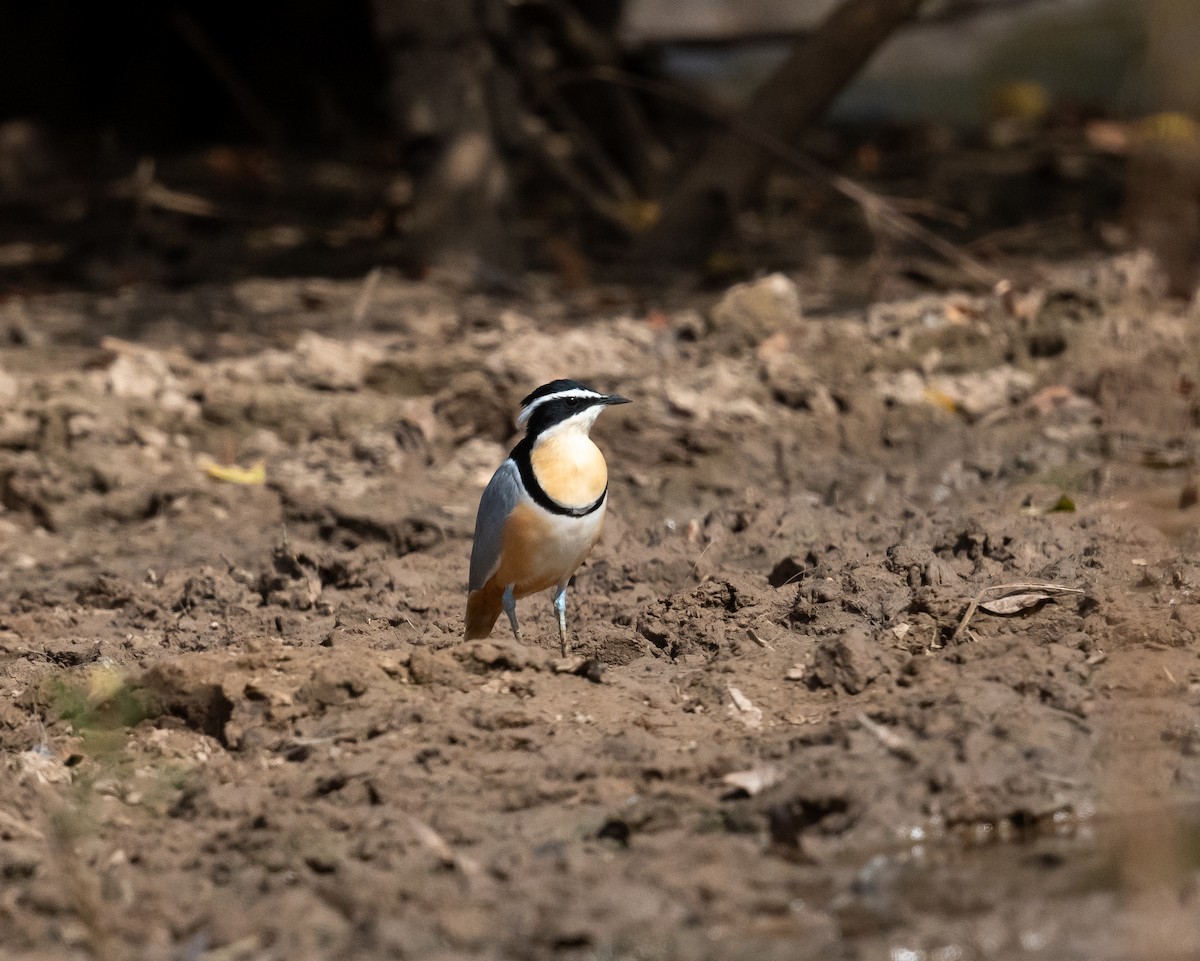 Egyptian Plover - ML616604836