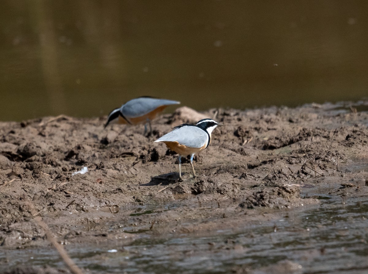 Egyptian Plover - ML616604837