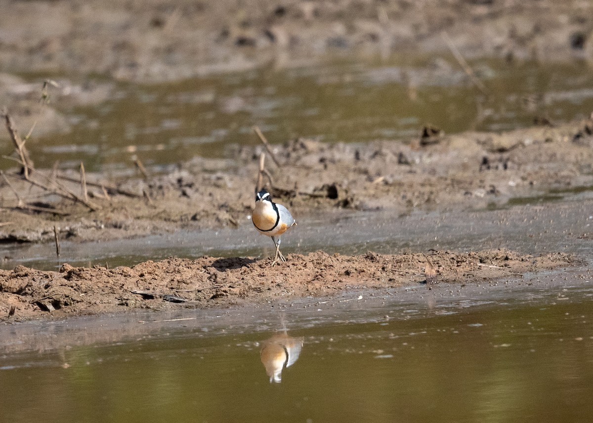 Egyptian Plover - ML616604838