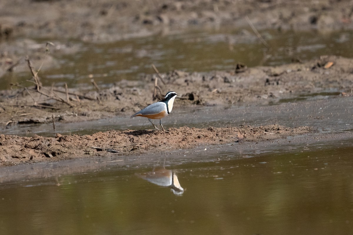 Egyptian Plover - ML616604839