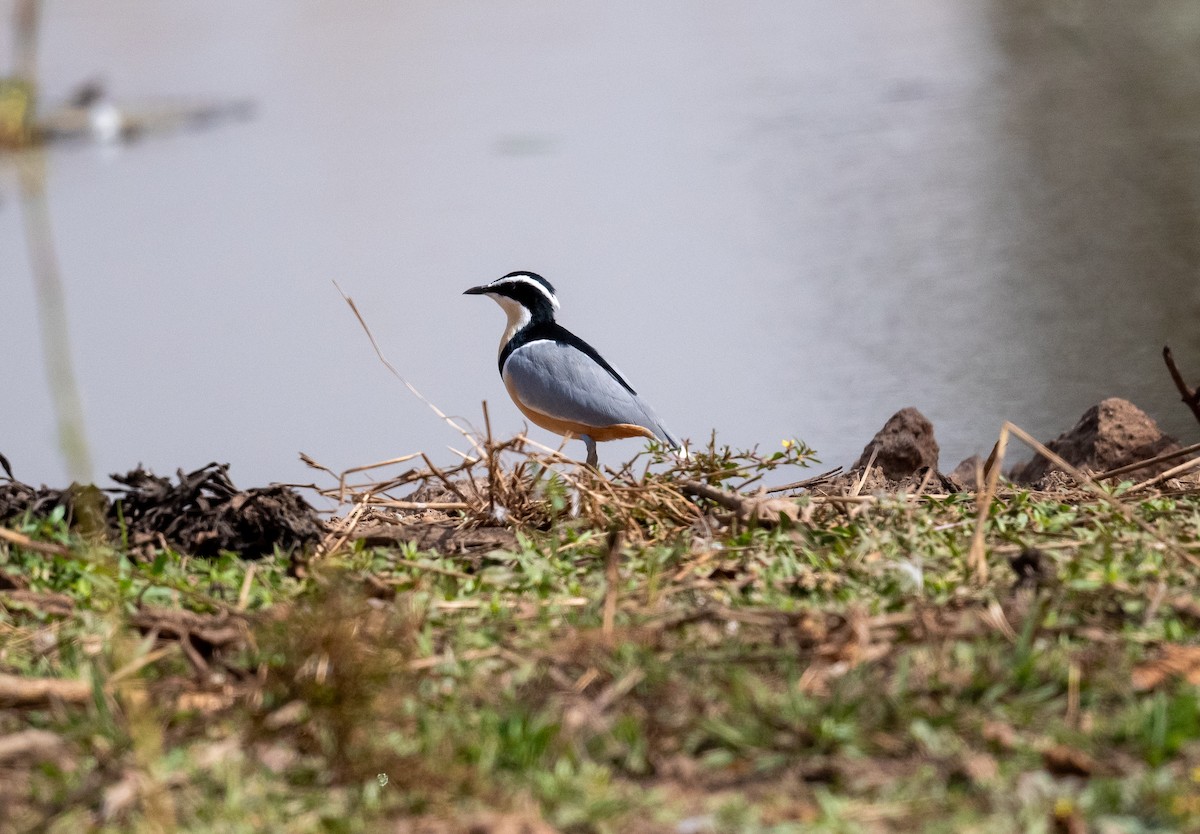 Egyptian Plover - ML616604840