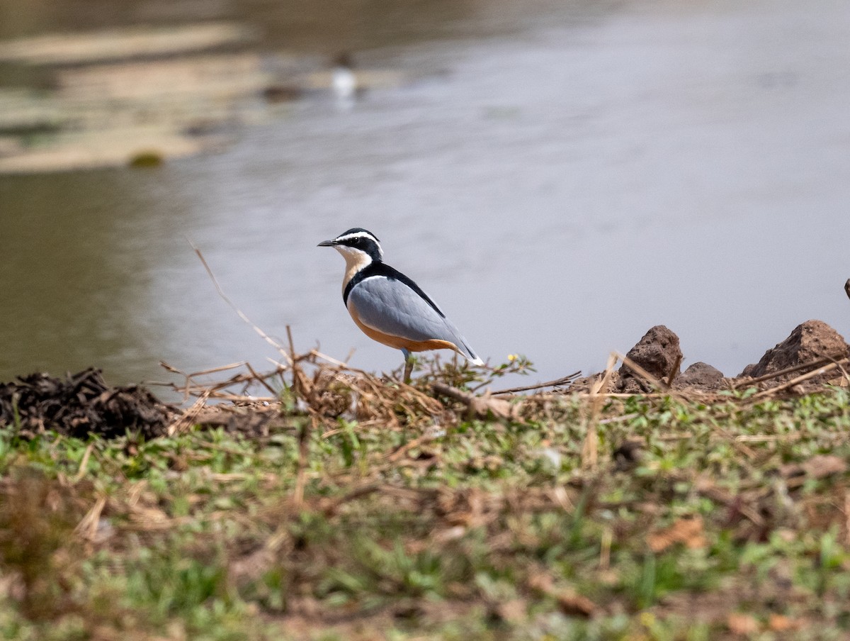 Egyptian Plover - Erik Ostrander