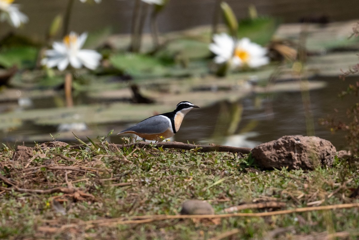 Egyptian Plover - ML616604842