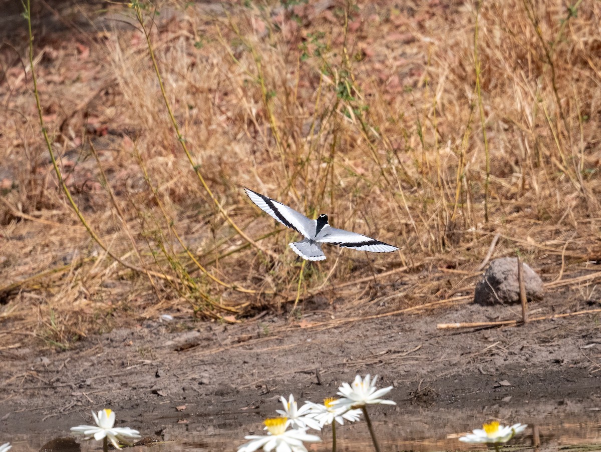 Egyptian Plover - ML616604844