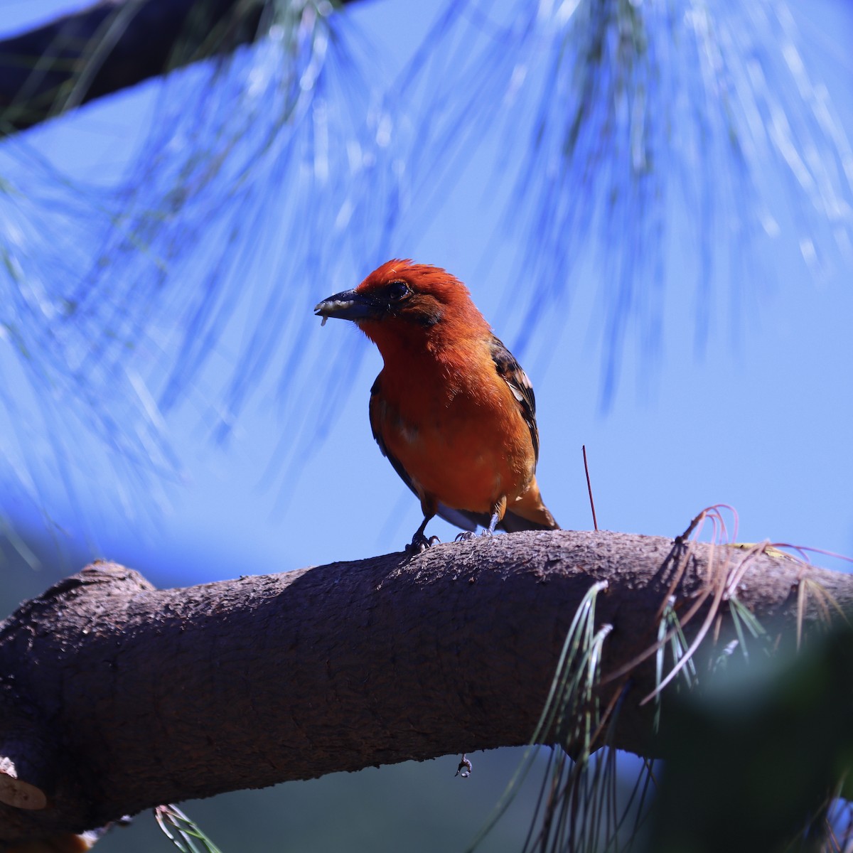 Flame-colored Tanager - ML616604857
