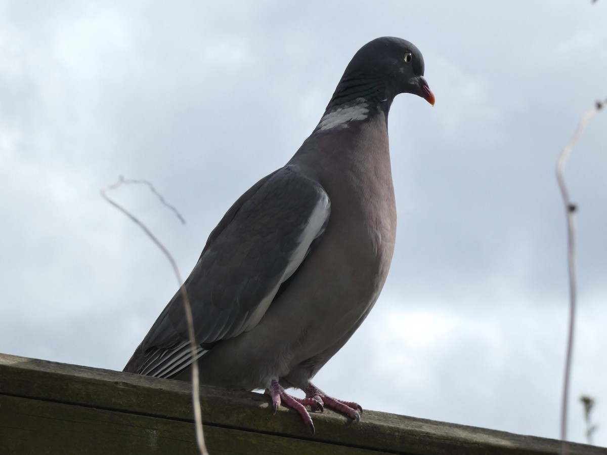 Common Wood-Pigeon - ML616604860