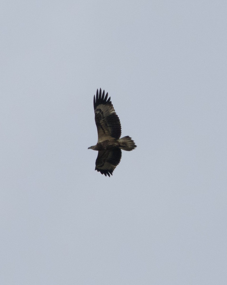 White-bellied Sea-Eagle - ML616604911