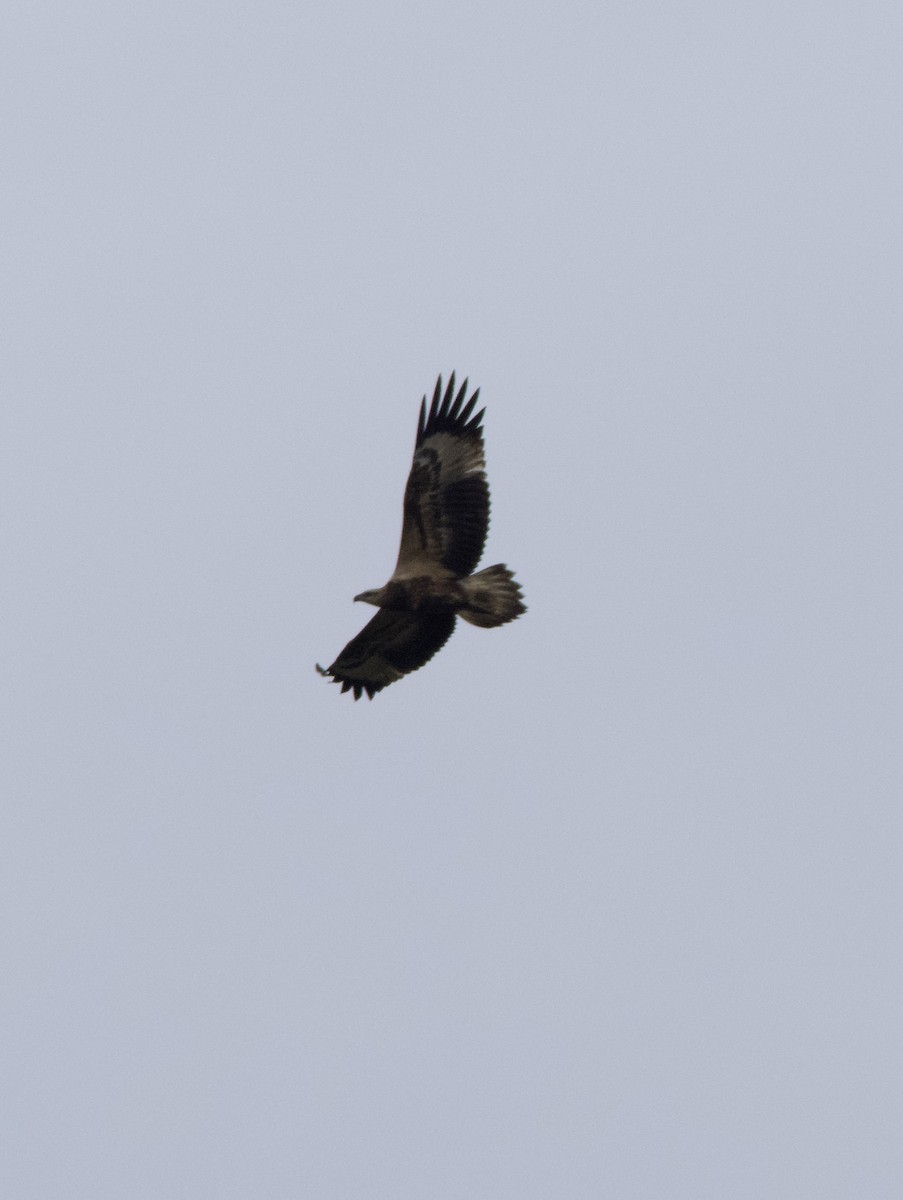 White-bellied Sea-Eagle - ML616604920