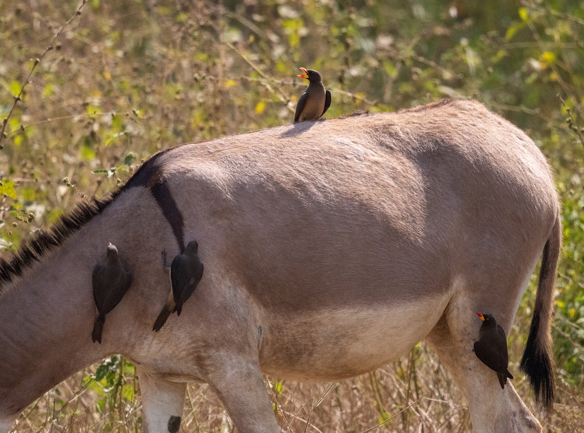 Yellow-billed Oxpecker - ML616604982