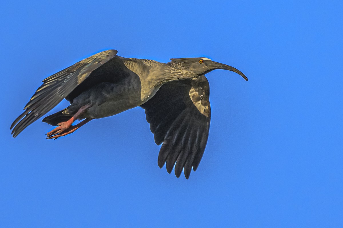 Plumbeous Ibis - ML616604987