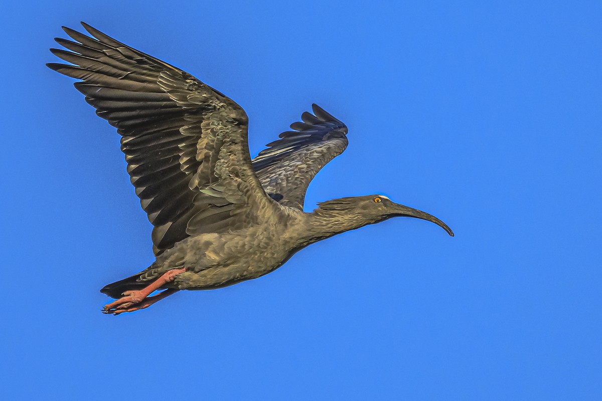 Plumbeous Ibis - ML616604988