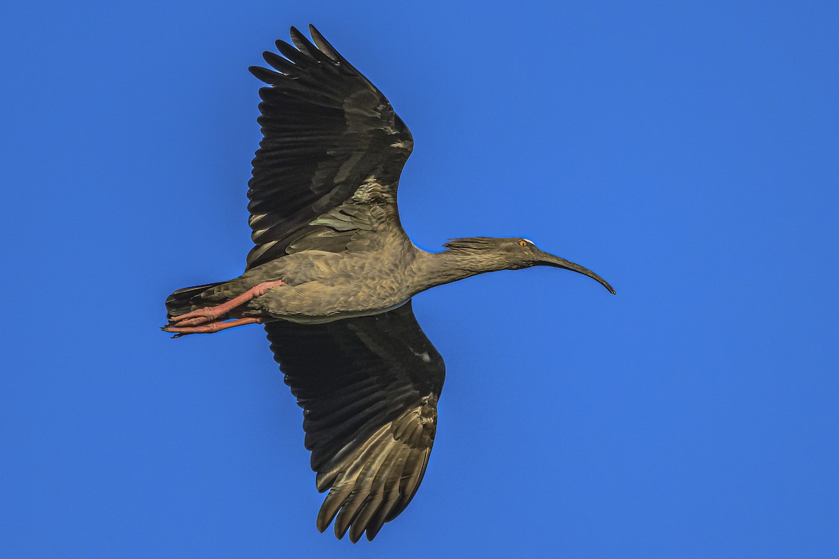 Plumbeous Ibis - ML616604991