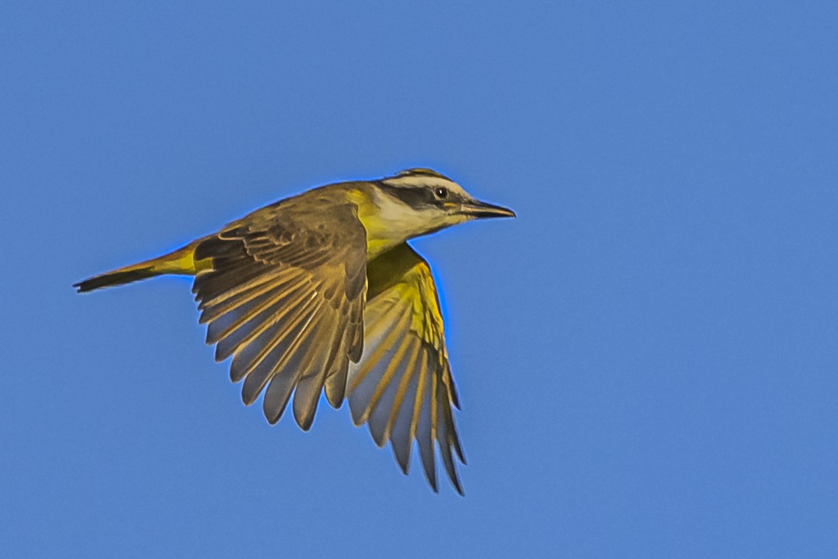 Great Kiskadee - ML616605001